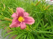 ヘメロカリスの花6