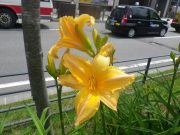 ヘメロカリスの花7