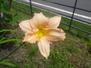 ヘメロカリスの花8