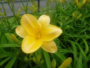 ヘメロカリスの花9