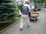 ヘメロカリスの花名板を運んでいる写真