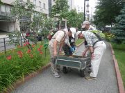 ヘメロカリスのはなめいいたを選んでいる写真