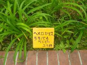 ヘメロカリスのｈな名板の写真