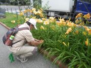 ヘメロカリスに花名板をつけている様子の写真