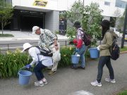 ヘメロカリスの花名板付けと花がら摘みをしている写真