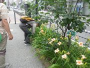 ヘメロカリスの花名板をつけているところの写真