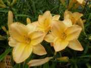 ヘメロカリスエッヂドインゴールドの花の写真