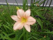 ヘメロカリスエドナスポルディングの花の写真