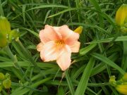 ヘメロカリスオーチャードスプライトの花の写真