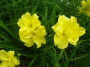 ヘメロカリスダブルキューティの花の写真