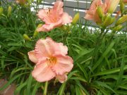 ヘメロカリスダンシングシバの花の写真