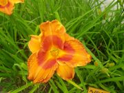 ヘメロカリスデュークオブダーハムの花の写真