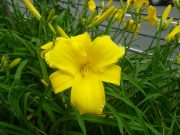 ヘメロカリスパトリオットの花の写真