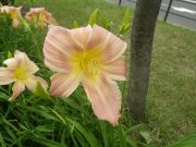 ヘメロカリスホットトゥデイの花の写真