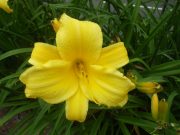 ヘメロカリスマリートッドの花の写真