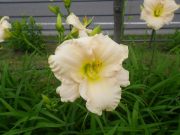 ヘメロカリスララバイベイビーの花の写真