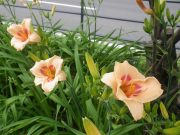 ヘメロカリスレッドアイの花の写真