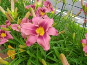 ヘメロカリスロシアンラプソディーの花の写真