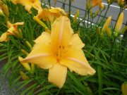 ヘメロカリス夕張岳の花の写真