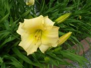 ヘメロカリス江戸百景の花の写真