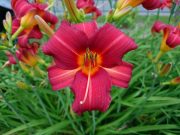 ヘメロカリス紅雀の花の写真