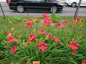 ヘメロカリス紅雀の花壇の写真