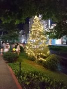 イルミネーションされたコンコロールモミの写真1