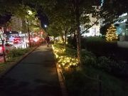 モンタナマツがイルミネーションされた園路1