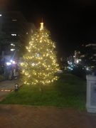 イルミネーションされたコンコロールモミの写真2