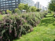 北1条西側のミヤギノハギ