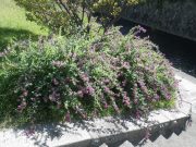 階段横のミヤギノハギの花の写真