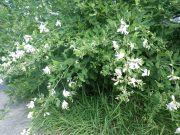 白花のミヤギノハギの写真