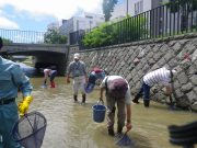 7月11日のお助け隊で川の調査の様子2