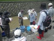 7月11日のお助け隊で川の調査の様子3