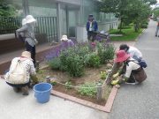 7月19日の花くらぶで花壇の手入れをする様子