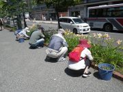 7月24日の植物ボランティアでヘメロカリスの花がらを摘む様子3
