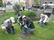 8月21日の植物ボランティアで除草をする様子