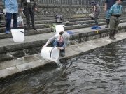 8月29日のお助け隊で河川環境調査をする様子3