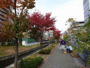 10月23日の植物ボランティアでヘメロカリスの刈込をするボランティア1