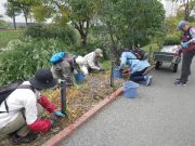 10月3日のお助け隊でスズランの刈込をするボランティア