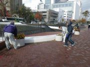 10月30日の植物ボランティアでコンテナの花抜きをするボランティア