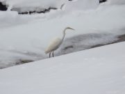 創成川に現れた鳥2