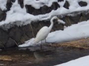 創成川に現れた鳥1