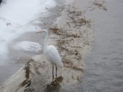 創成川に現れた鳥3