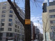 取り付けられたハルニレの樹名板