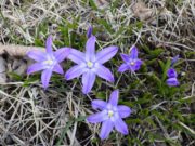 園内で最初に花開いた北2条西側のチオノドクサ