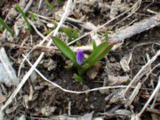 凛としたチオノドクサのつぼみ