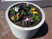 まんなか広場のパンジーが植えこまれたコンテナ1