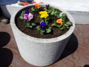 まんなか広場のパンジーが植えこまれたコンテナ2