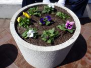 まんなか広場のパンジーが植えこまれたコンテナ3